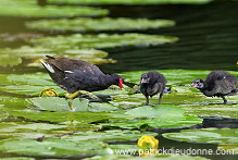 Moorhen (Gallinula chloropus) - Gallinule poule d'eau - 21016