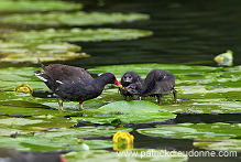 Moorhen (Gallinula chloropus) - Gallinule poule d'eau - 21017 Moorhen (Gallinula chloropus) - Gallinule poule d'eau - 21017