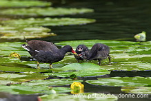 Moorhen (Gallinula chloropus) - Gallinule poule d'eau - 21017