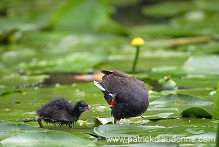 Moorhen (Gallinula chloropus) - Gallinule poule d'eau - 21018 Moorhen (Gallinula chloropus) - Gallinule poule d'eau - 21018