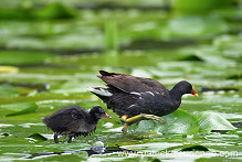 Moorhen (Gallinula chloropus) - Gallinule poule d'eau - 21019