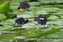 Moorhen (Gallinula chloropus) - Gallinule poule d'eau - 21024