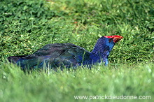 Purple Swamp-hen (Porphyrio porphyrio) - Taleve sultane - 21025 Purple Swamp-hen (Porphyrio porphyrio) - Taleve sultane - 21025