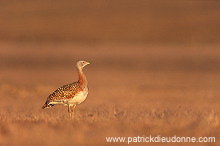 Great Bustard (Otis tarda) - Grande outarde - 21027