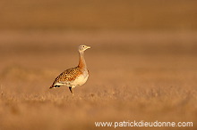 Great Bustard (Otis tarda) - Grande outarde - 21028 Great Bustard (Otis tarda) - Grande outarde - 21028
