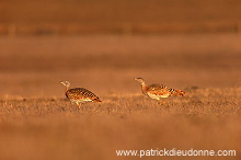 Great Bustard (Otis tarda) - Grande outarde - 21032 Great Bustard (Otis tarda) - Grande outarde - 21032