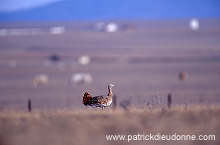 Great Bustard (Otis tarda) - Grande outarde - 21033 Great Bustard (Otis tarda) - Grande outarde - 21033