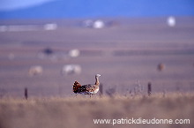 Great Bustard (Otis tarda) - Grande outarde - 21033