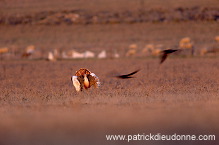 Great Bustard (Otis tarda) - Grande outarde - 21034