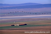 Common Crane (Grus grus) - Grue cendree - 21048