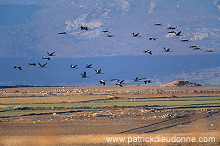 Common Crane (Grus grus) - Grue cendree - 21050 Common Crane (Grus grus) - Grue cendree - 21050