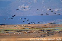 Common Crane (Grus grus) - Grue cendree - 21050