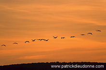 Common Crane (Grus grus) - Grue cendree - 21051 Common Crane (Grus grus) - Grue cendree - 21051