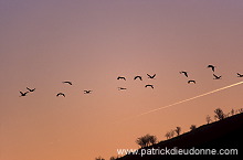 Common Crane (Grus grus) - Grue cendree - 21053 Common Crane (Grus grus) - Grue cendree - 21053