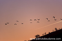 Common Crane (Grus grus) - Grue cendree - 21053