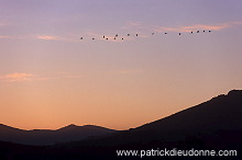 Common Crane (Grus grus) - Grue cendree - 21058 Common Crane (Grus grus) - Grue cendree - 21058