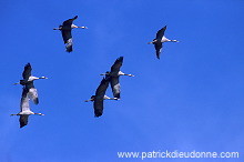 Common Crane (Grus grus) - Grue cendree - 21061 Common Crane (Grus grus) - Grue cendree - 21061