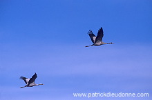 Common Crane (Grus grus) - Grue cendree - 21068