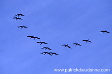 Common Crane (Grus grus) - Grue cendree - 21070 Common Crane (Grus grus) - Grue cendree - 21070