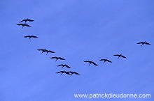 Common Crane (Grus grus) - Grue cendree - 21070