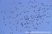 Common Crane (Grus grus) - Grue cendree - 21073 Common Crane (Grus grus) - Grue cendree - 21073