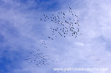 Common Crane (Grus grus) - Grue cendree - 21074