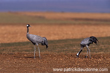 Common Crane (Grus grus) - Grue cendree - 21077