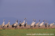 Common Crane (Grus grus) - Grue cendree - 21078 Common Crane (Grus grus) - Grue cendree - 21078