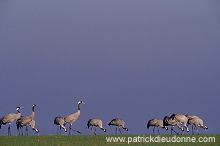 Common Crane (Grus grus) - Grue cendree - 21079 Common Crane (Grus grus) - Grue cendree - 21079