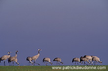 Common Crane (Grus grus) - Grue cendree - 21079