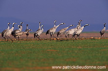 Common Crane (Grus grus) - Grue cendree - 21080