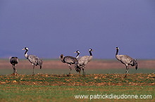 Common Crane (Grus grus) - Grue cendree - 21082