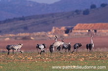 Common Crane (Grus grus) - Grue cendree - 21085 Common Crane (Grus grus) - Grue cendree - 21085