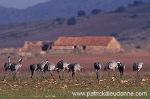 Common Crane (Grus grus) - Grue cendree - 21086 Common Crane (Grus grus) - Grue cendree - 21086