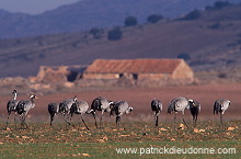 Common Crane (Grus grus) - Grue cendree - 21086