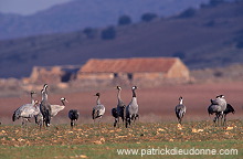 Common Crane (Grus grus) - Grue cendree - 21087