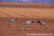 Common Crane (Grus grus) - Grue cendree - 21089