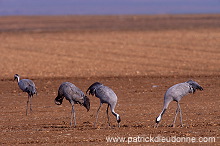 Common Crane (Grus grus) - Grue cendree - 21090