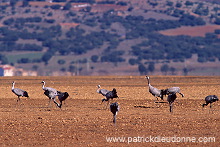 Common Crane (Grus grus) - Grue cendree - 21091 Common Crane (Grus grus) - Grue cendree - 21091