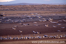 Common Crane (Grus grus) - Grue cendree - 21093 Common Crane (Grus grus) - Grue cendree - 21093