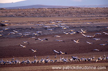 Common Crane (Grus grus) - Grue cendree - 21093