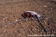 Common Crane (Grus grus) - Grue cendree - 21096 Common Crane (Grus grus) - Grue cendree - 21096