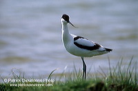 Avocet (Recurvirostra avosetta) - Avocette - 17481