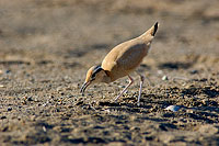 Cream-coloured Courser (Cursiorus cursor) Courvite isabelle 10595