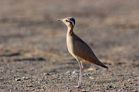 Cream-coloured Courser (Cursiorus cursor) Courvite isabelle 10596 Cream-coloured Courser (Cursiorus cursor) Courvite isabelle 10596