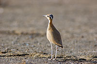 Cream-coloured Courser (Cursiorus cursor) Courvite isabelle 10597