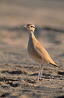 Cream-coloured Courser (Cursiorus cursor) Courvite isabelle  10927