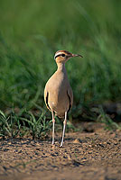 Cream-coloured Courser (Cursiorus cursor) Courvite isabelle  10928