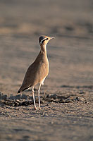 Cream-coloured Courser (Cursiorus cursor) Courvite isabelle  10930