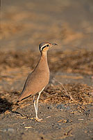 Cream-coloured Courser (Cursiorus cursor) Courvite isabelle  10932